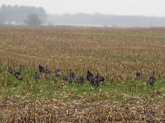 11-21 turkeys